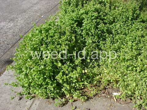chickweed, common